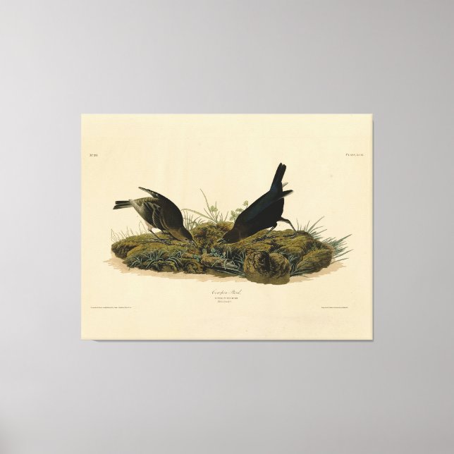 Toile Oiseaux de vache (Cowbird) Audubon's Birds of Amer (Recto)