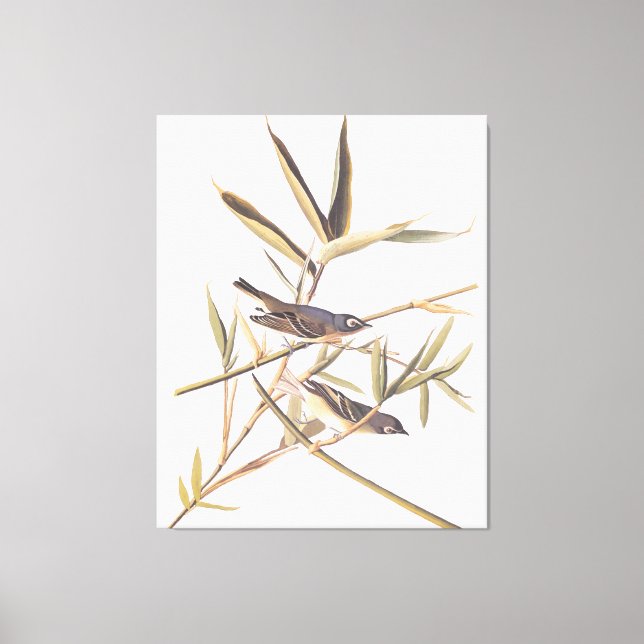 Toile Oiseaux volants Vireo solitaire d'Audubon sur la c (Recto)