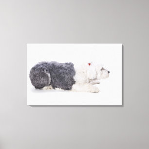 Toile Old English Sheepdog sur arrière - plan blanc
