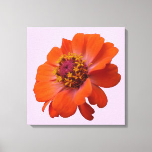 Toile Orange Zinnia Fleur sauvage Nature Florale