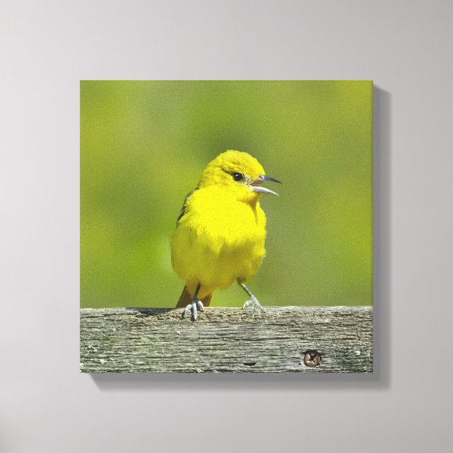Toile Orchard Oriole - Photo originale (Recto)