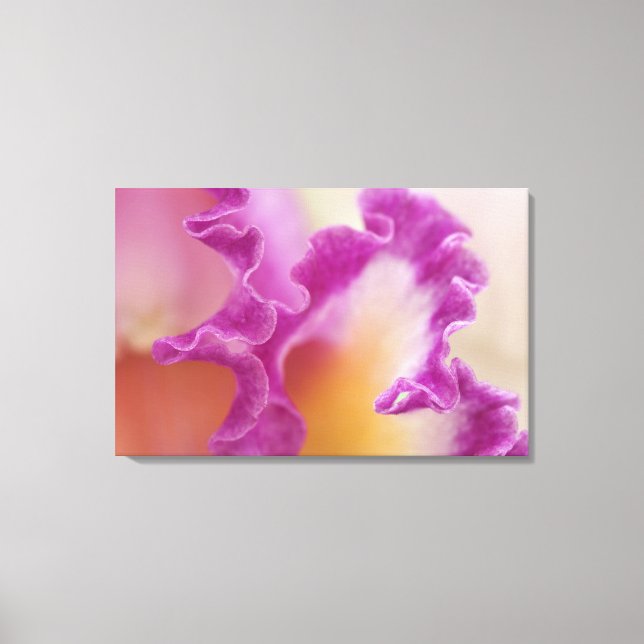 Toile Orchidée hybride en gros plan, Delray Beach, Flori (Recto)
