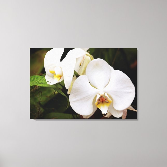 Toile Orchidée Lune Blanche (Phalaenopsis Aphrodite) (Recto)
