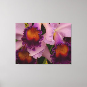 Toile Orchidée royale violette de Cattleya