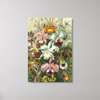 Orchidées d'art - Formes d'art de la nature