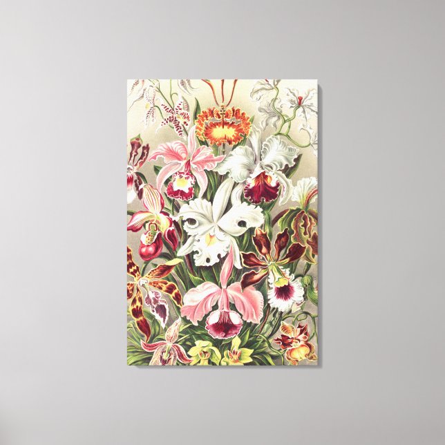 Toile Orchidées, Orchideae Denusblumen par Ernst Haeckel (Recto)