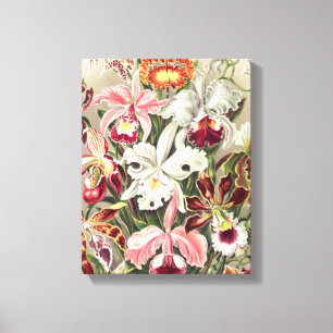 Toile Orchidées, Orchidées Denusblumen par Ernst Haeckel