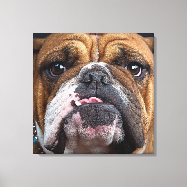 Toile Oreillers à lancer de Bulldog anglais (Recto)