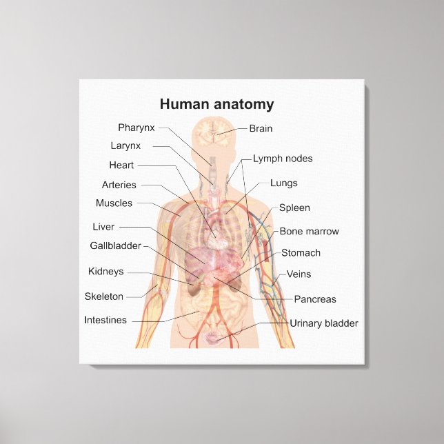 Toile Organes Internes Schéma d'Anatomie du Corps Humain (Recto)