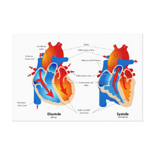 Toile Organigramme Médicale du flux sanguin cardiaque