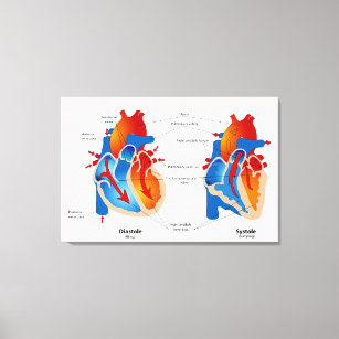 Toile Organigramme Médicale du flux sanguin cardiaque