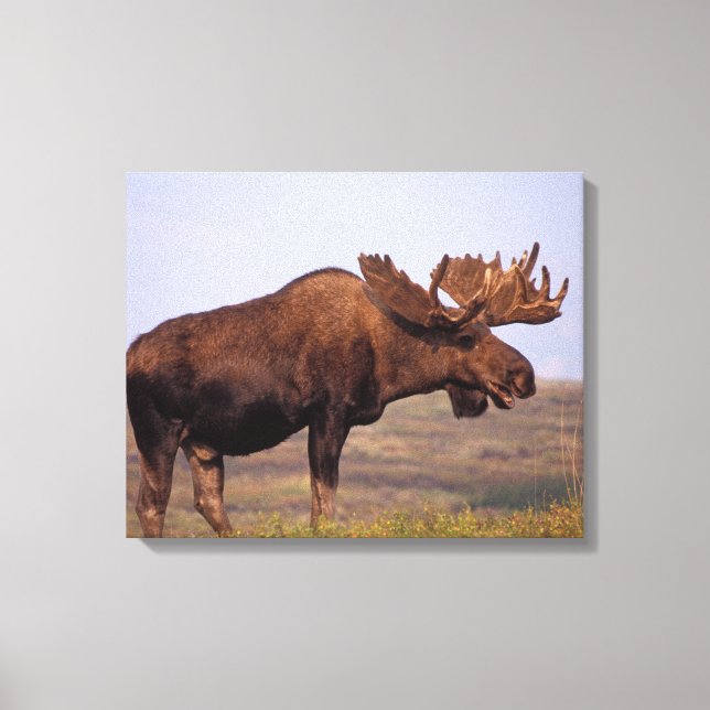 Toile orignal, Alces alces, taureau avec grands bois (Recto)