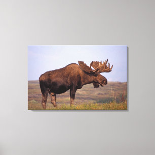 Toile orignal, Alces alces, taureau avec grands bois