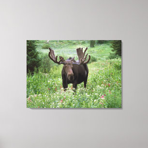Toile Orignal mâle (Alces alces) dans les fleurs sauvage
