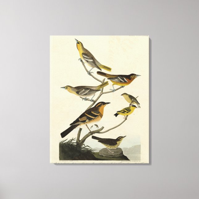 Toile Orioles, Thrushes, des oiseaux d'Amérique d'Audubo (Recto)