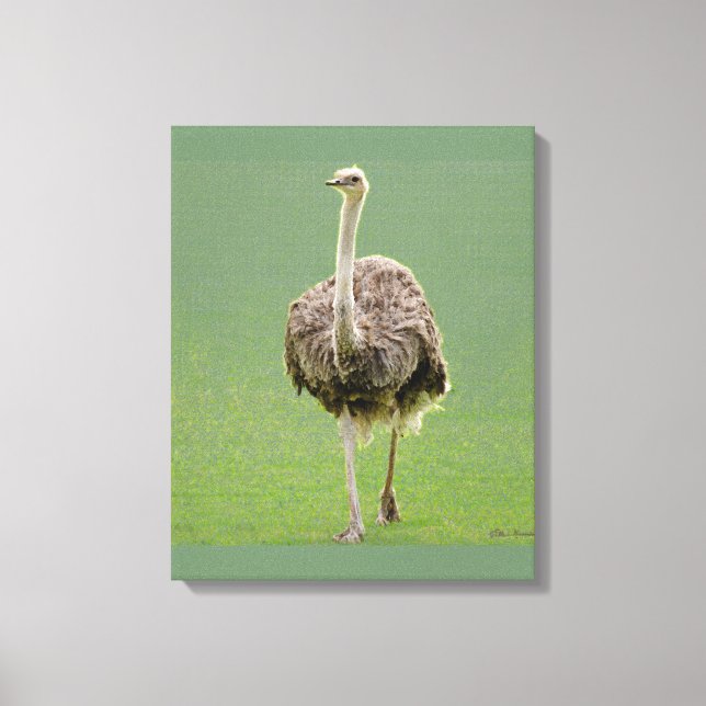 Toile Ostrich (Recto)