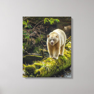 Toile Ours blanc Colombie-Britannique, Canada