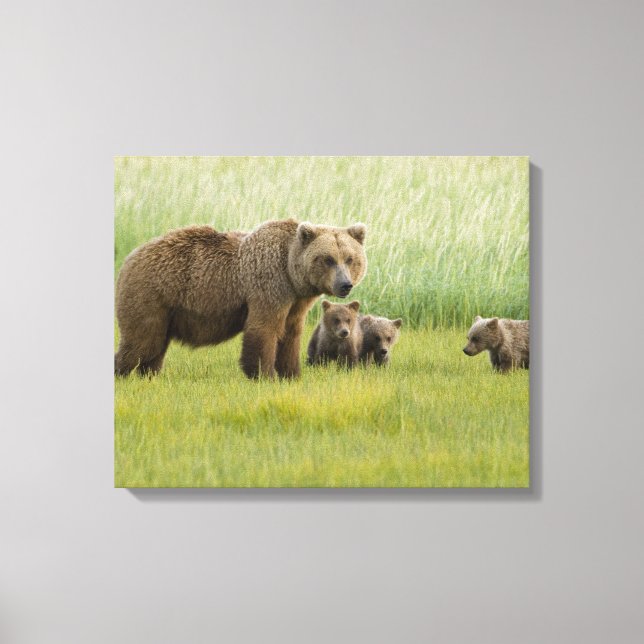 Toile Ours brun d'Alaska femelle et trois oursons, Ursus (Recto)