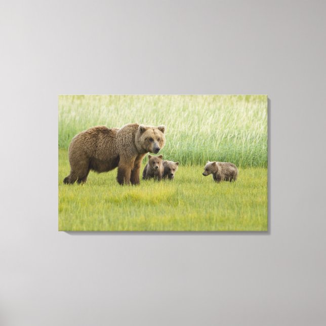 Toile Ours brun d'Alaska femelle et trois oursons, Ursus (Recto)
