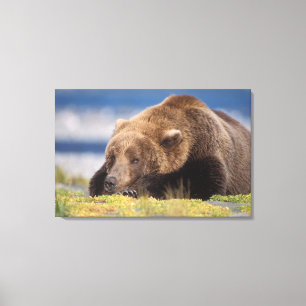 Toile ours brun, Ursus arctos, grizzly, Ursus 8