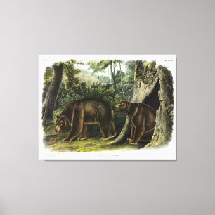 Toile Ours de cannelle des Quadrupeds d'Audubon