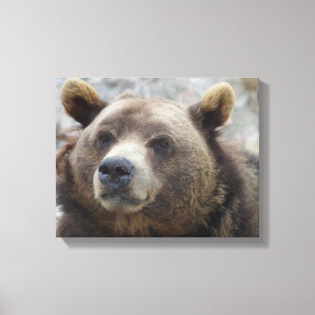 Toile Ours Kodiak en gros plan (Recto)