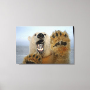 Toile ours polaire, Ursus maritimus, regarde curieusemen