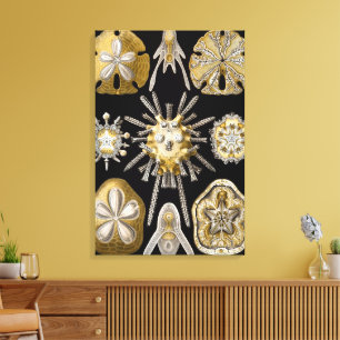Toile Oursins de mer antiques Dollars de sable par Ernst