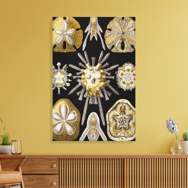Toile Oursins de mer antiques Dollars de sable par Ernst (Insitu(Salon))