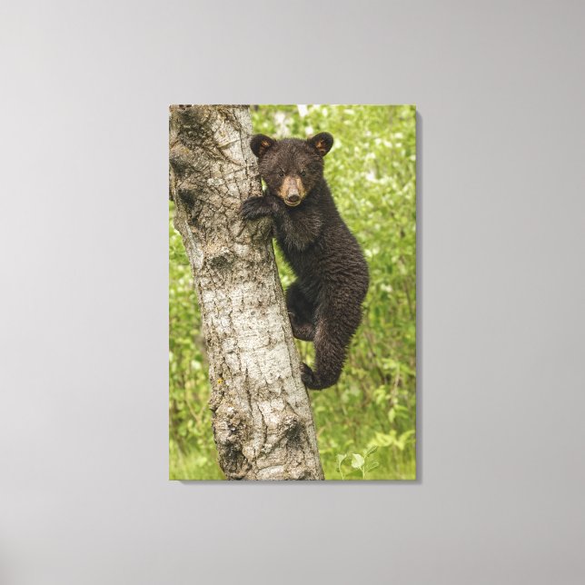 Toile Ourson noir dans un arbre (Recto)