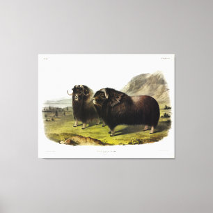 Toile Ox musqué (Ovibos Moschatus) (Muskox) par Audubon