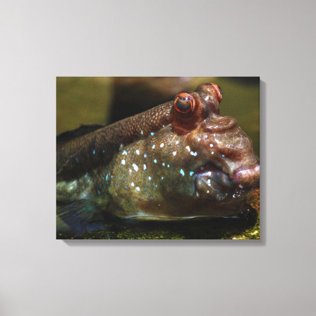 Toile Oxydercinae de poisson amphibie moudskipper (Recto)
