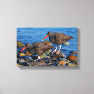 Toile Oystercatcher noir Voir, Oystercatcher noir Do