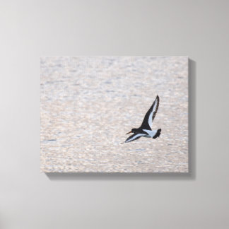 Toile Oystercatcher sur l'aile