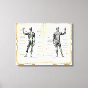 Toile Pages de livres d'anatomie vintage