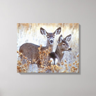 Toile Paire de cerfs mulet sauvages Californie