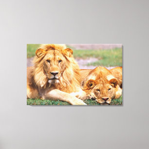 Toile Paire de lions d'Afrique, Panthera leo, Tanzanie