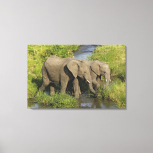 Toile Paire d'éléphants d'Afrique Masai Mara