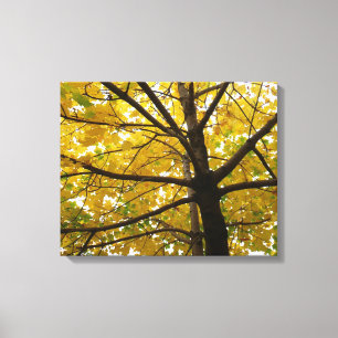 Toile Paire d'érables jaunes Nature d'automne