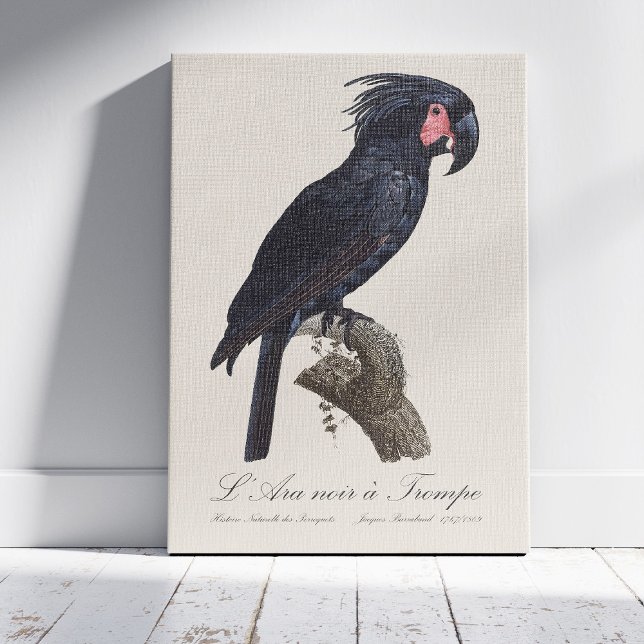 Toile Palmisano à tête noire, perroquet Probosciger ater (L' Ara Noir a Trompe / Palm Cockatoo. Canvas Print)