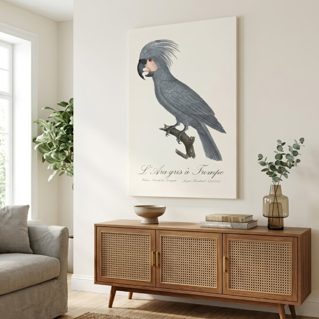 Toile Palmiste noir, Probosciger aterrimus (Great Black Palm Cockatoo, Probosciger aterrimus. Canvas Print)