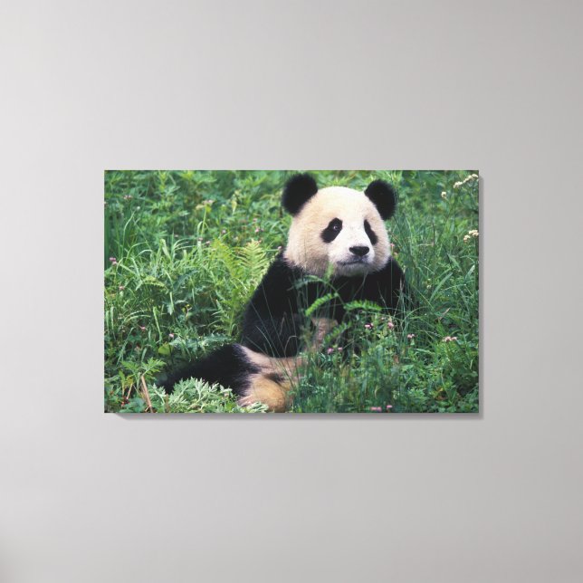 Toile Panda géant dans l'herbe, vallée de Wolong, Sichua (Recto)