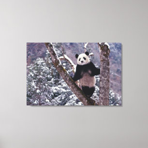 Toile Panda géant debout sur un arbre, Wolong, Sichuan,