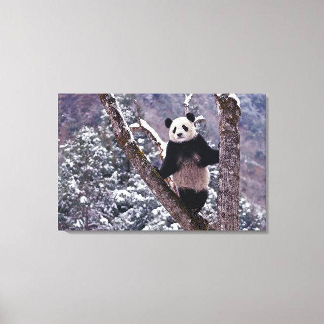 Toile Panda géant debout sur un arbre, Wolong, Sichuan, (Recto)