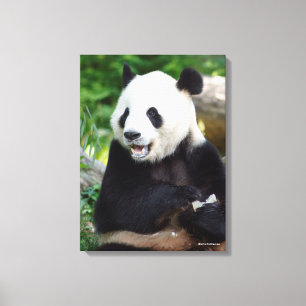 Toile Panda géant mangeant le bambou