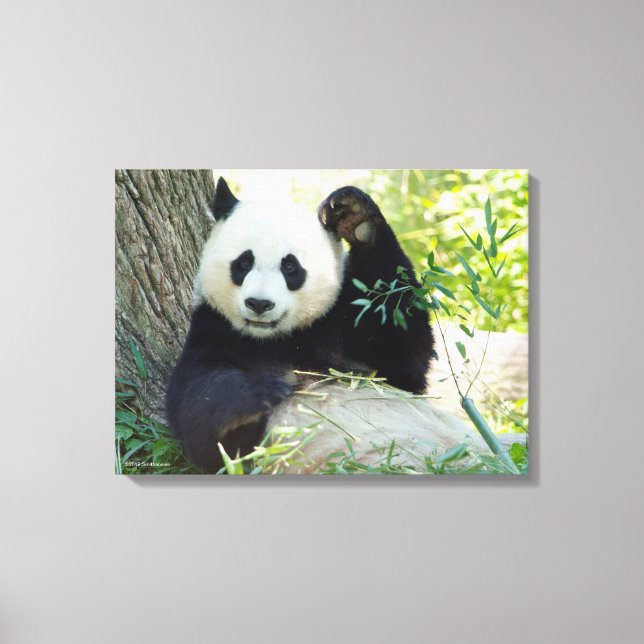 Toile Panda géant se reposant contre l'arbre (Recto)