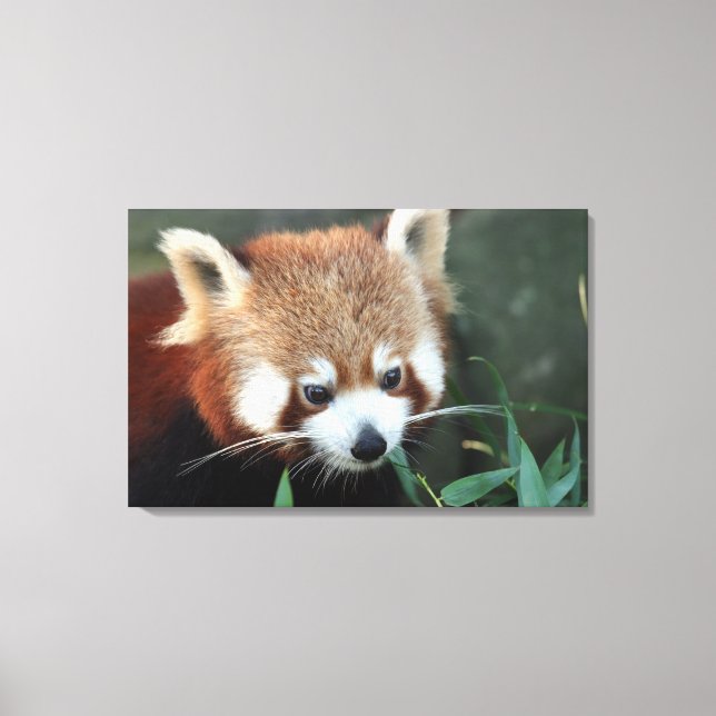 Toile Panda roux, Taronga Zoo, Sydney, Australie (Recto)