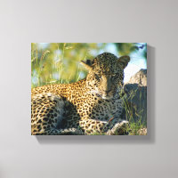 panthera pardus Kruger