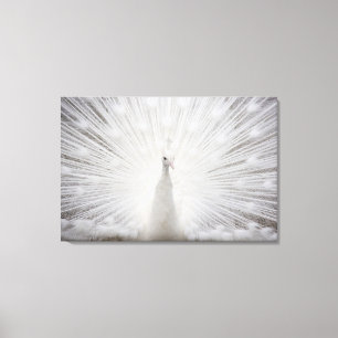 Toile Paon blanc