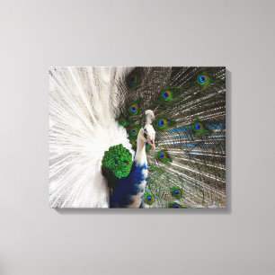Toile Paon bleu blanc